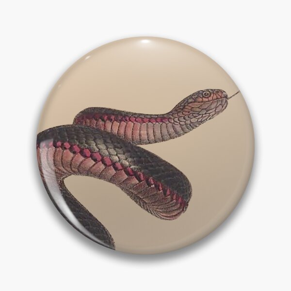 Item preview, The red-bellied black snake ( Pseudechis porphyriacus) - on aged paper designed and sold by boltjesdesign.