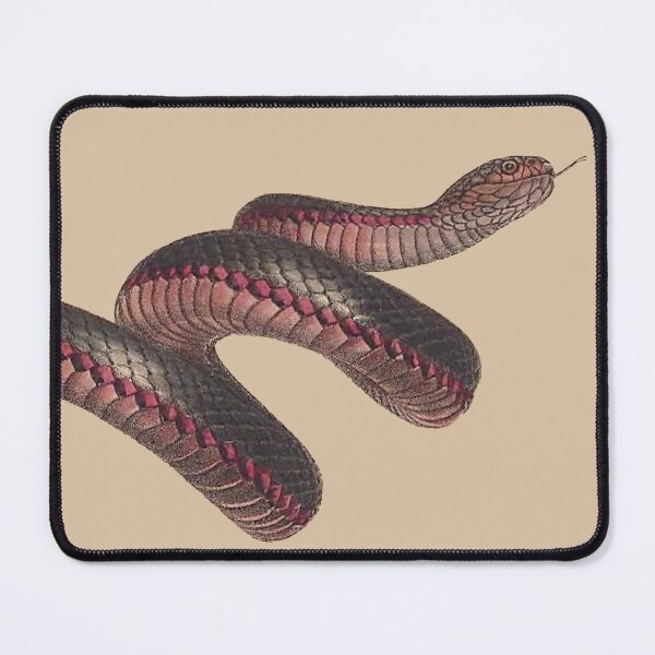 Item preview, The red-bellied black snake ( Pseudechis porphyriacus) - on aged paper designed and sold by boltjesdesign.