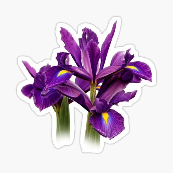 Elegant Dutch Iris Purple Sensation Sticker