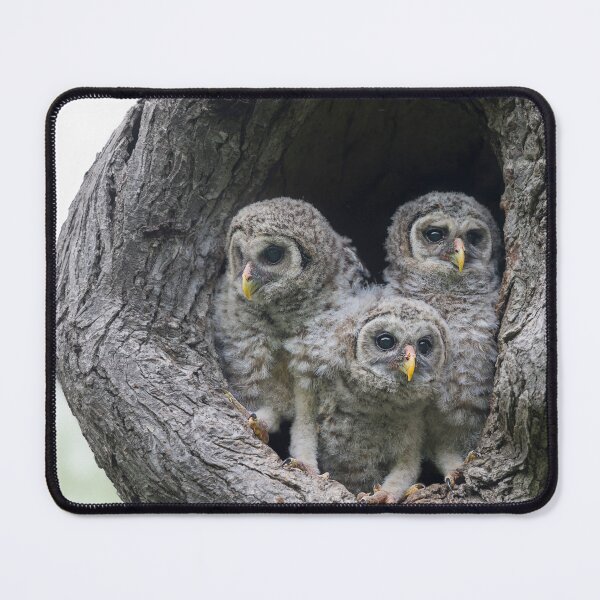 Item preview, Curious Babies designed and sold by Puttaswamy Ravishankar.