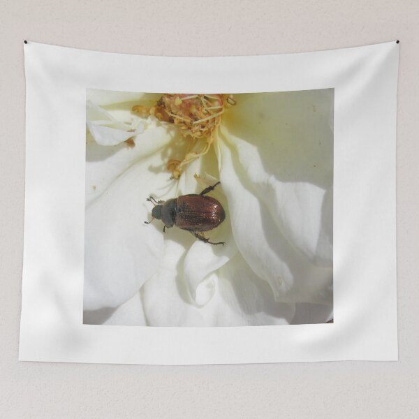 Item preview, Garden Chafer Beetle - Phyllopertha horticola designed and sold by lezvee.