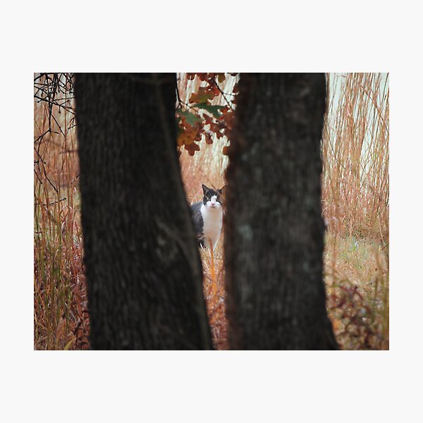 Can You See Me Photographic Print