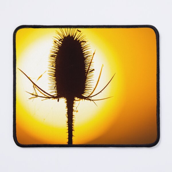 Item preview, Back lit teasel  at sunset designed and sold by Dalyndigital Photography.