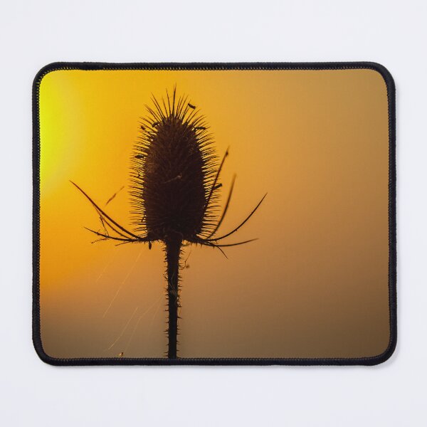 Item preview, Teasel  at sunset designed and sold by Dalyndigital Photography.
