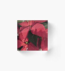Euphorbia pulcherrima (Weihnachtsstern) Acrylblock