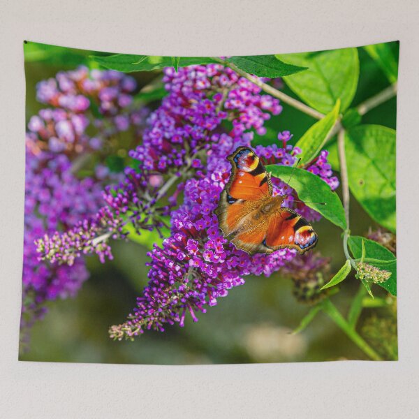 Item preview, Peacock Butterfly on Buddleia flowers in the Sun designed and sold by Dalyndigital Photography.