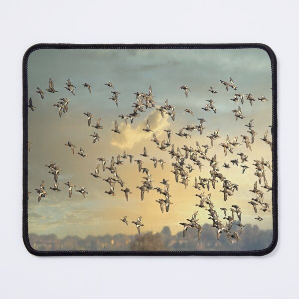 Item preview, Eurasian teal  designed and sold by Darren Wilkes.