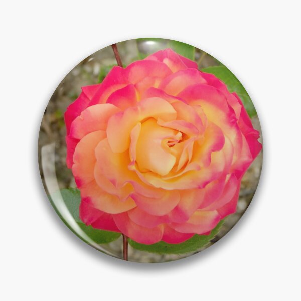 Item preview, Tea Rose designed and sold by pinkal.