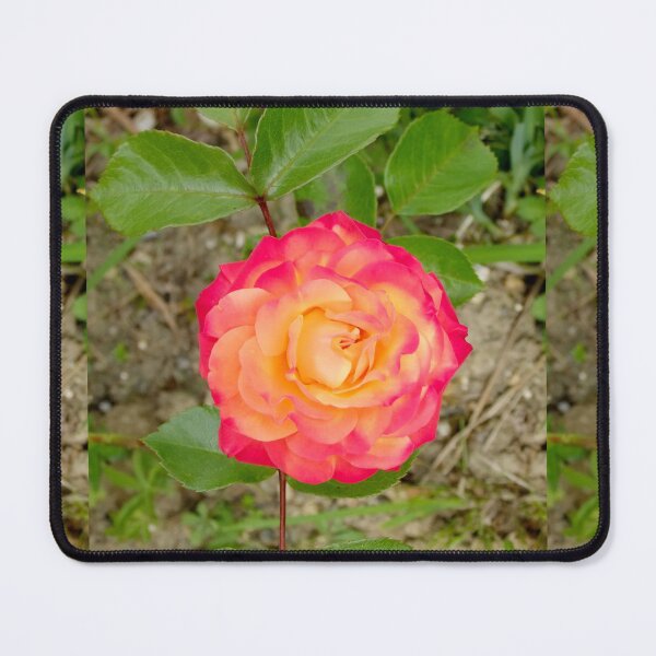 Item preview, Tea Rose designed and sold by pinkal.