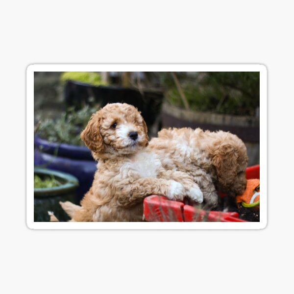 Cockapoo Welpen Geschenke Merchandise Redbubble