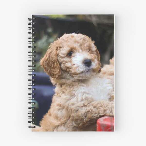 Item preview, Cockapoo puppy designed and sold by GreyFeatherPhot.