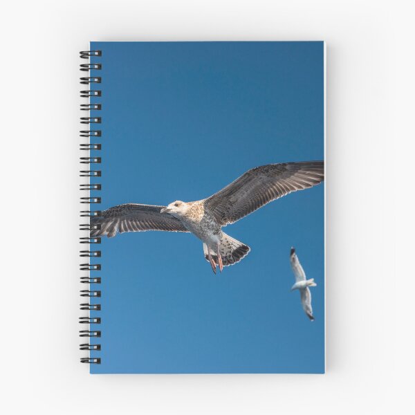 Item preview, sea gull bird flying view from below, on clear blue sky designed and sold by Radoslav Nedelchev.