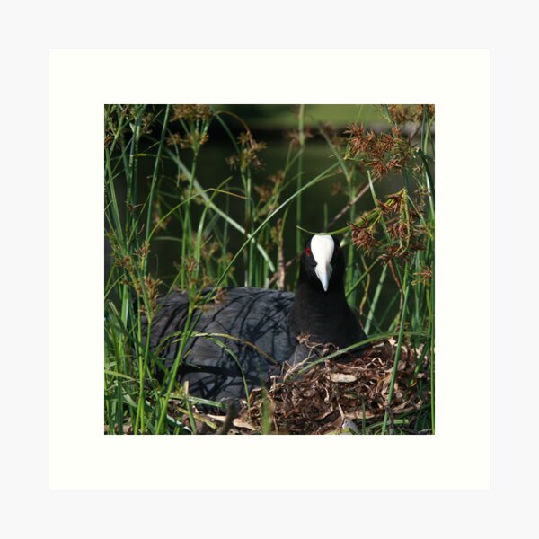 Eurasian Coot sitting on its nest Art Print