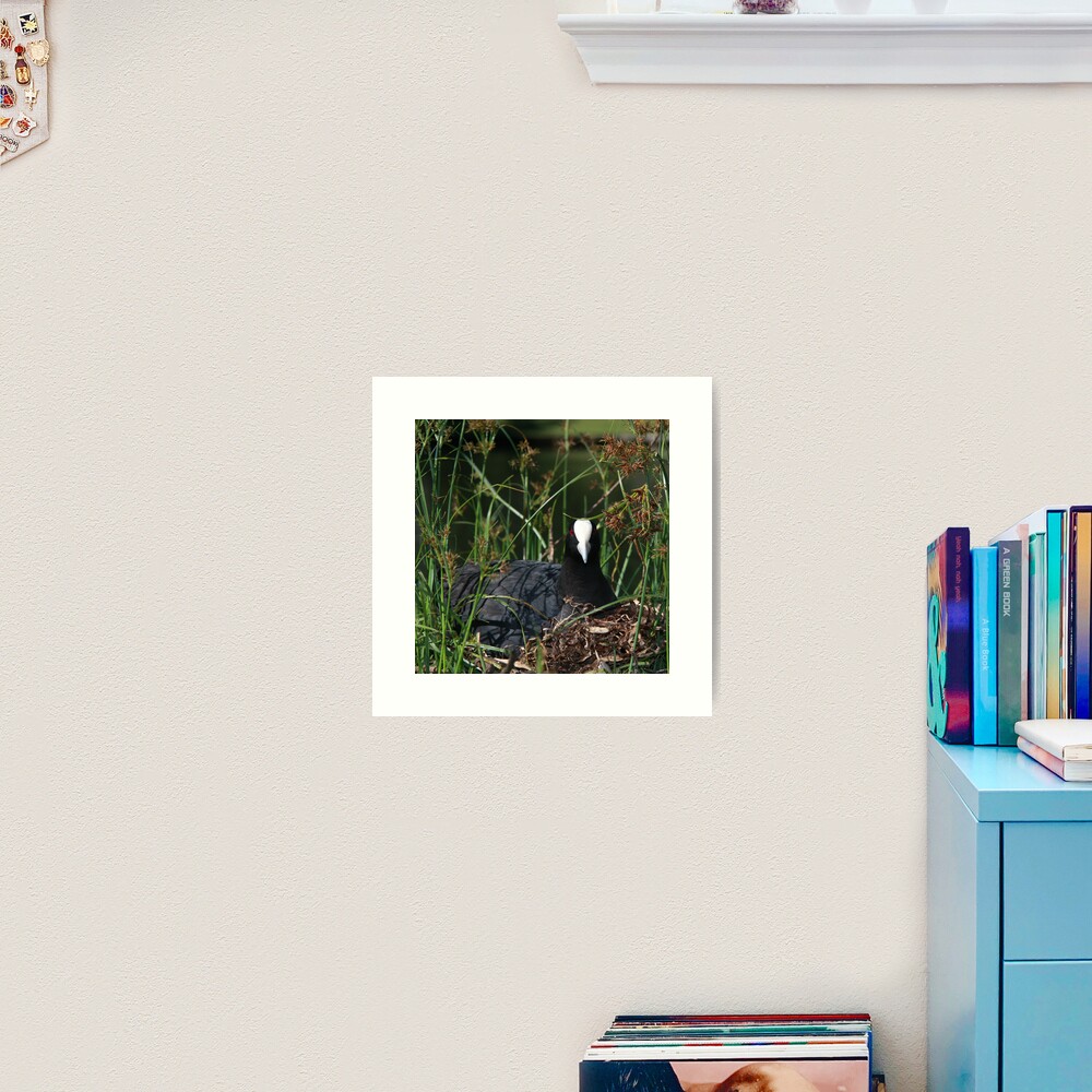 Eurasian Coot sitting on its nest Art Print