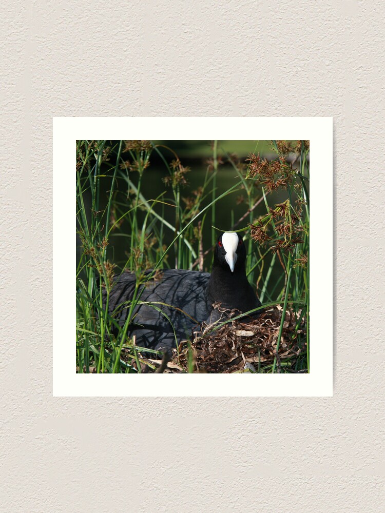 Alternate view of Eurasian Coot sitting on its nest Art Print