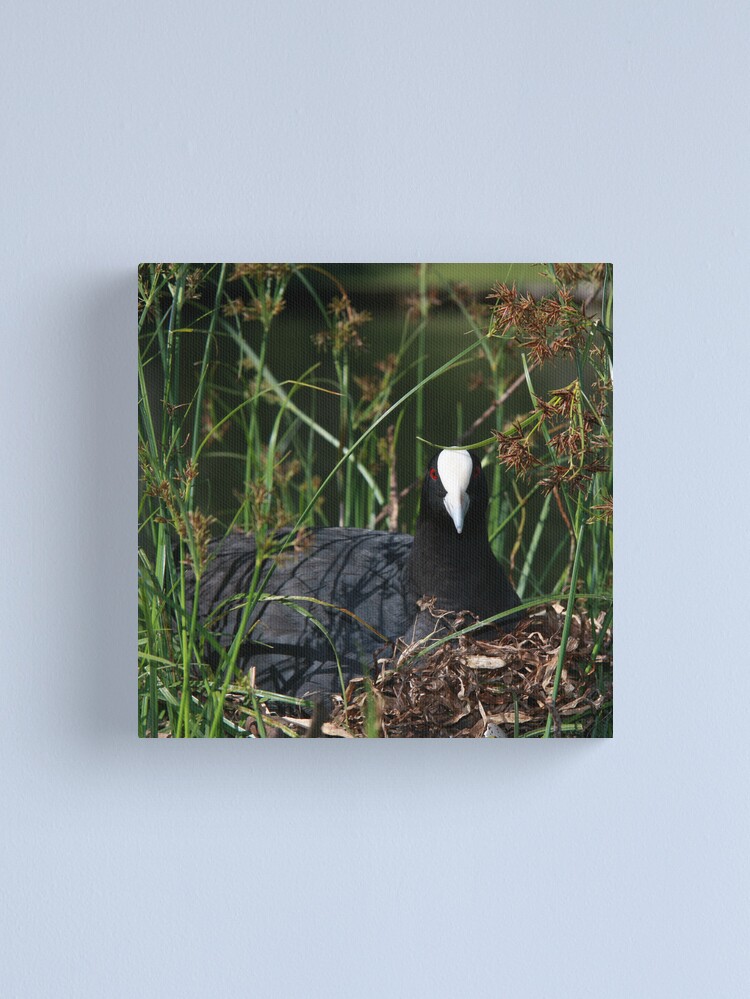 Alternate view of Eurasian Coot sitting on its nest Canvas Print