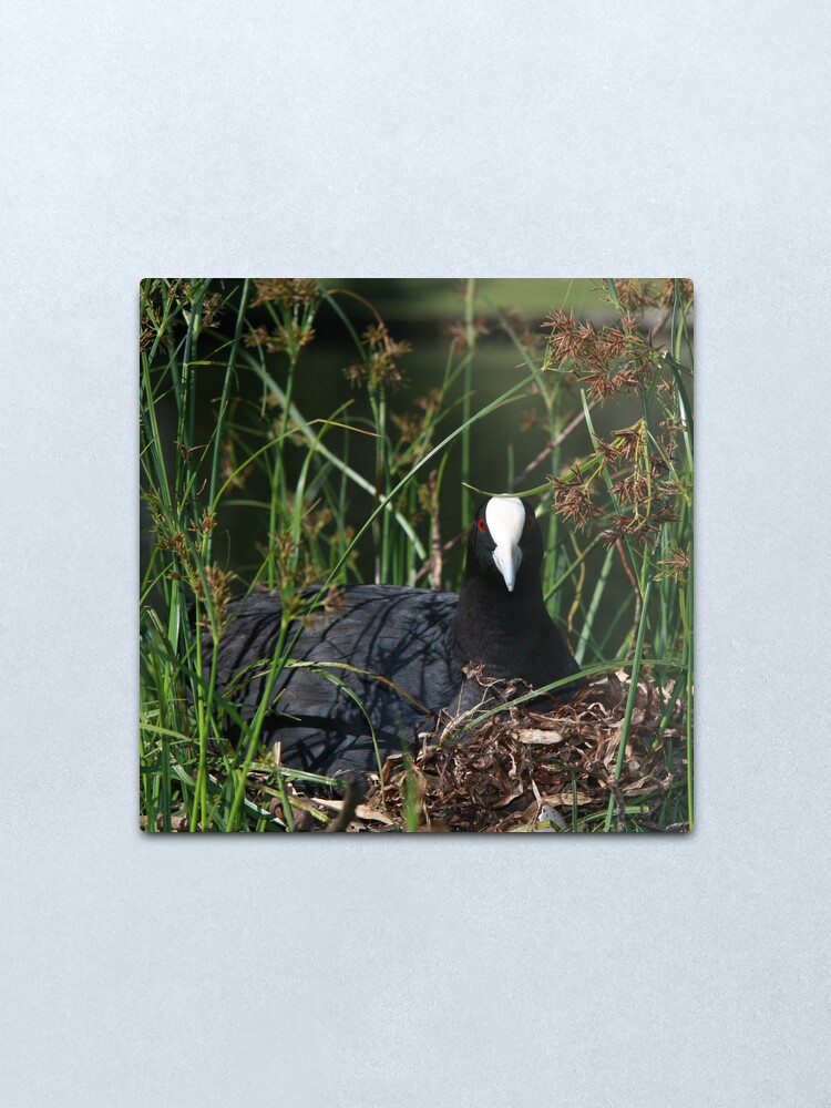 Alternate view of Eurasian Coot sitting on its nest Metal Print