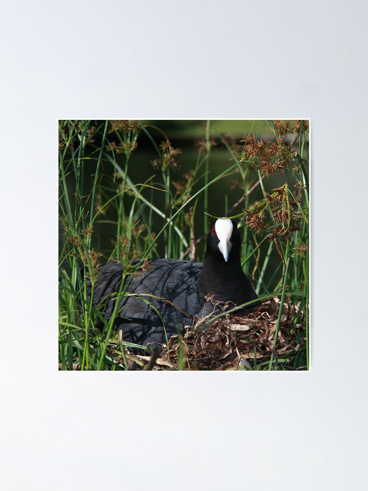 Alternate view of Eurasian Coot sitting on its nest Poster