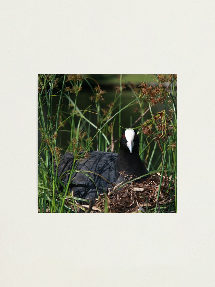 Alternate view of Eurasian Coot sitting on its nest Photographic Print