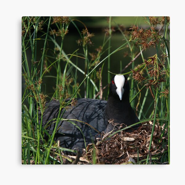Eurasian Coot sitting on its nest Canvas Print