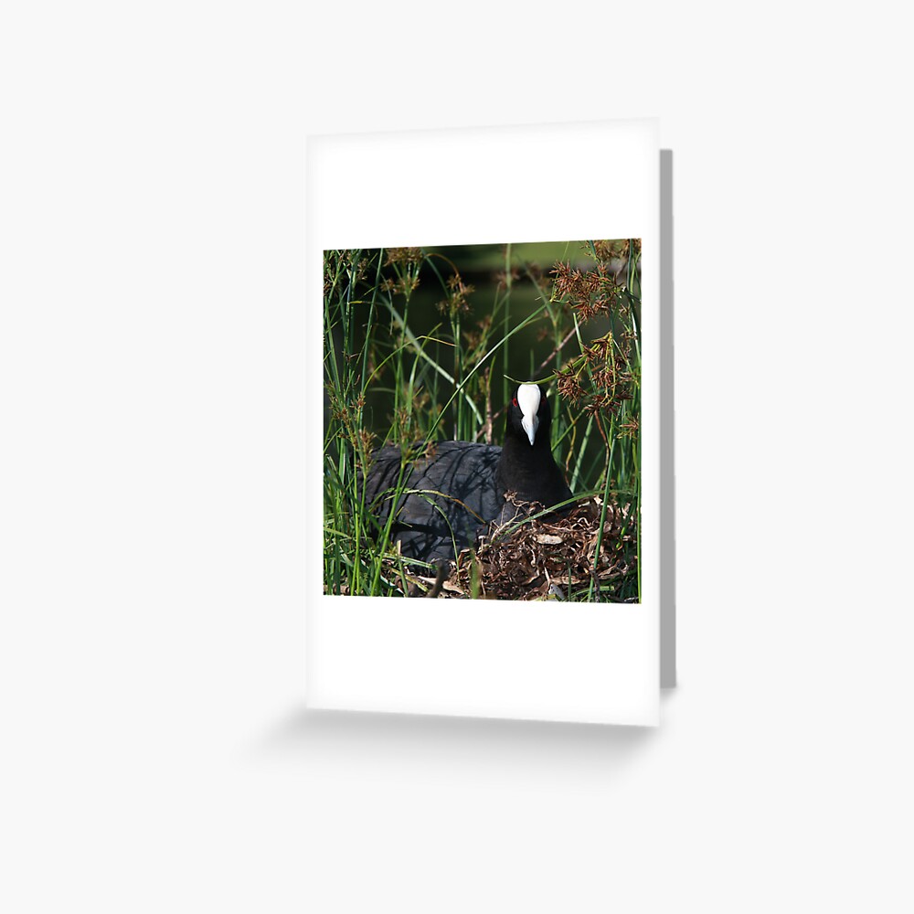 Eurasian Coot sitting on its nest Greeting Card