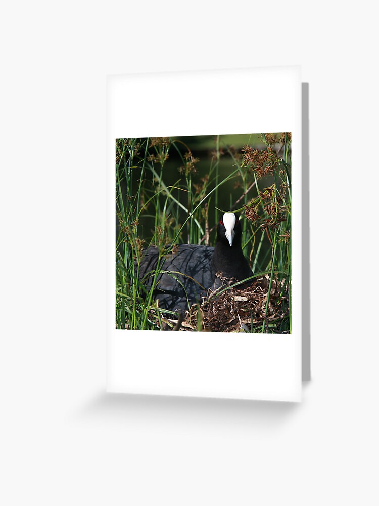 Thumbnail 1 of 2, Greeting Card, Eurasian Coot sitting on its nest designed and sold by mistered.