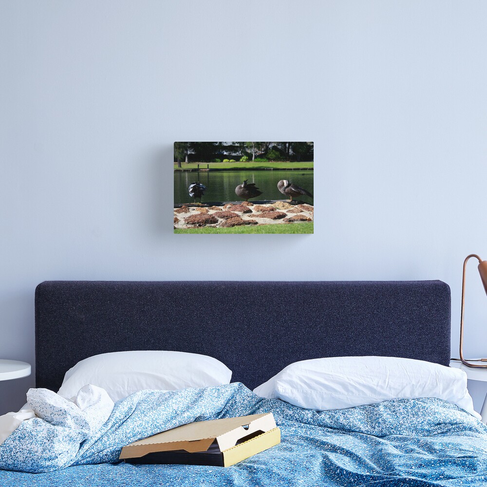 Ducks standing in a line Canvas Print