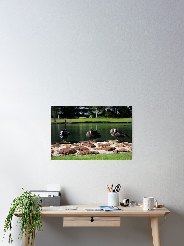 Thumbnail 2 of 3, Poster, Ducks standing in a line designed and sold by mistered.