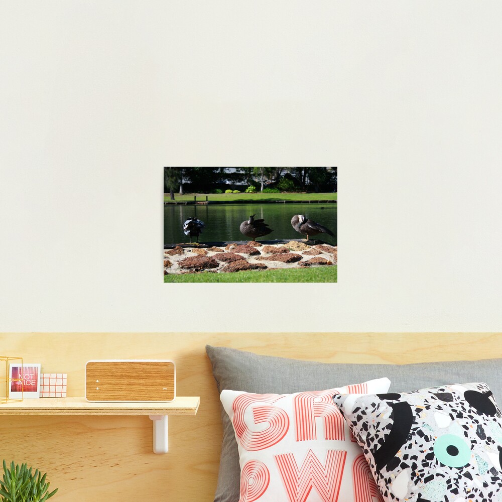 Ducks standing in a line Photographic Print