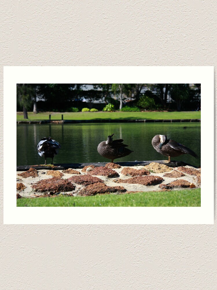 Alternate view of Ducks standing in a line Art Print