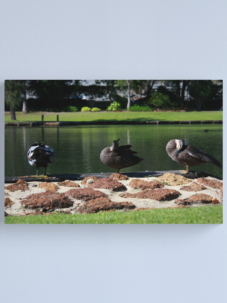 Alternate view of Ducks standing in a line Canvas Print