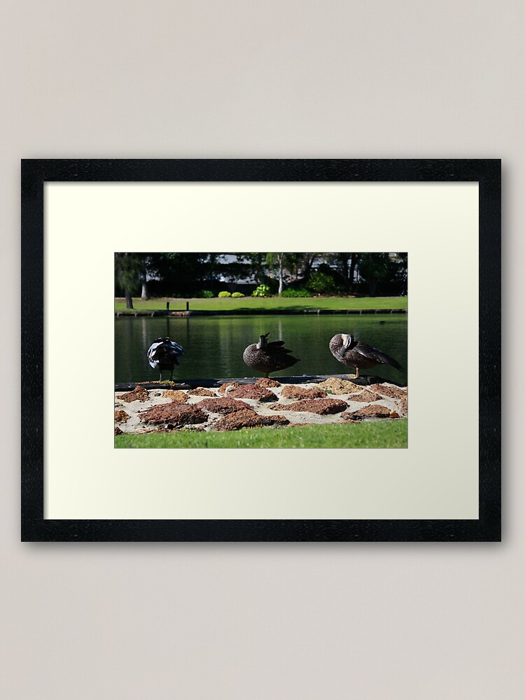Alternate view of Ducks standing in a line Framed Art Print