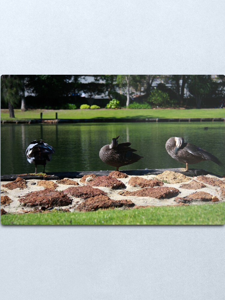 Alternate view of Ducks standing in a line Metal Print