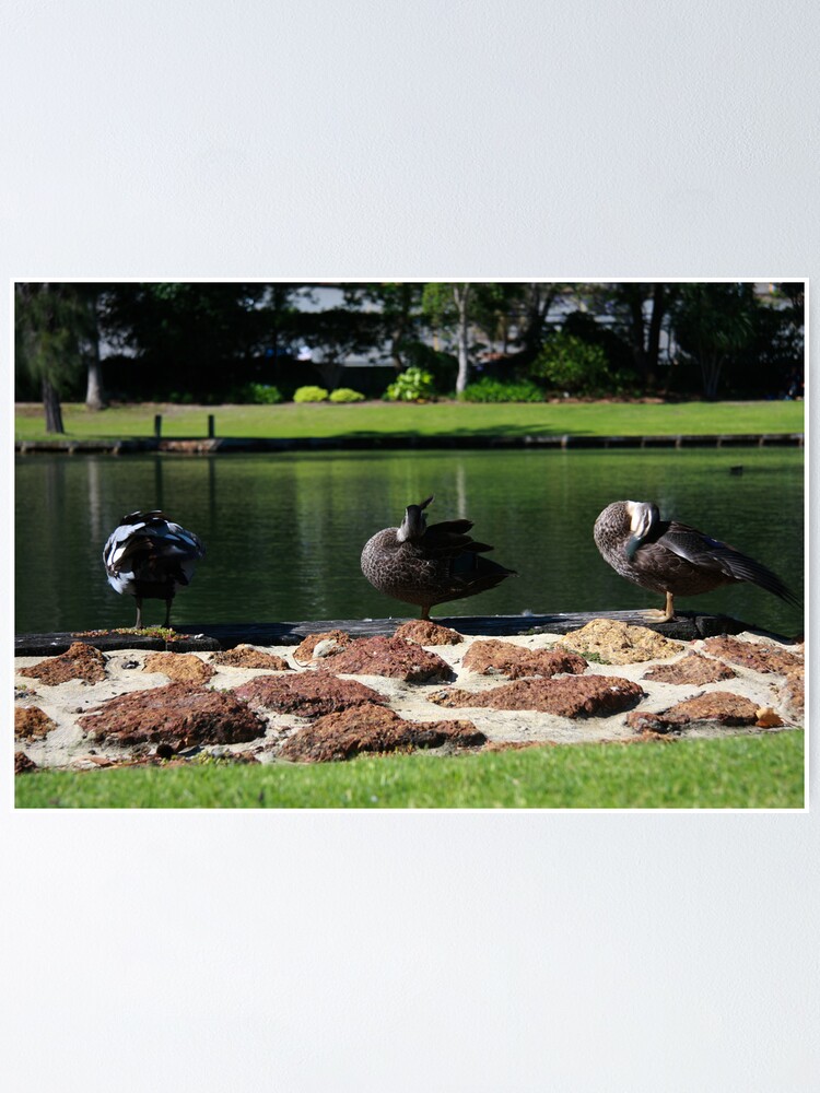 Alternate view of Ducks standing in a line Poster