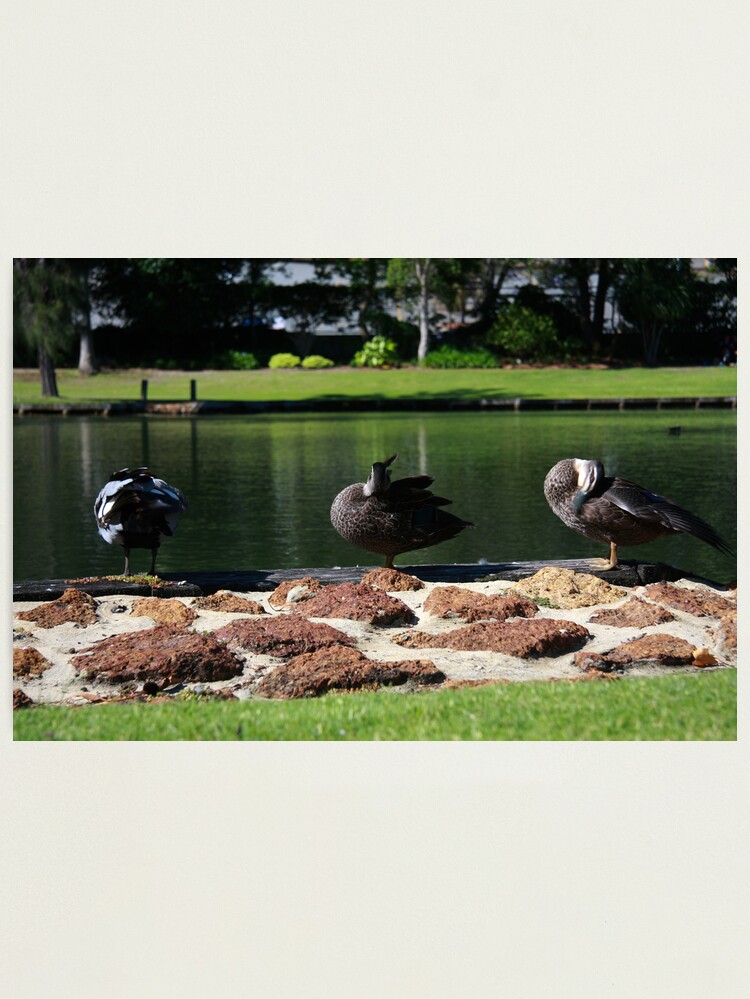 Alternate view of Ducks standing in a line Photographic Print