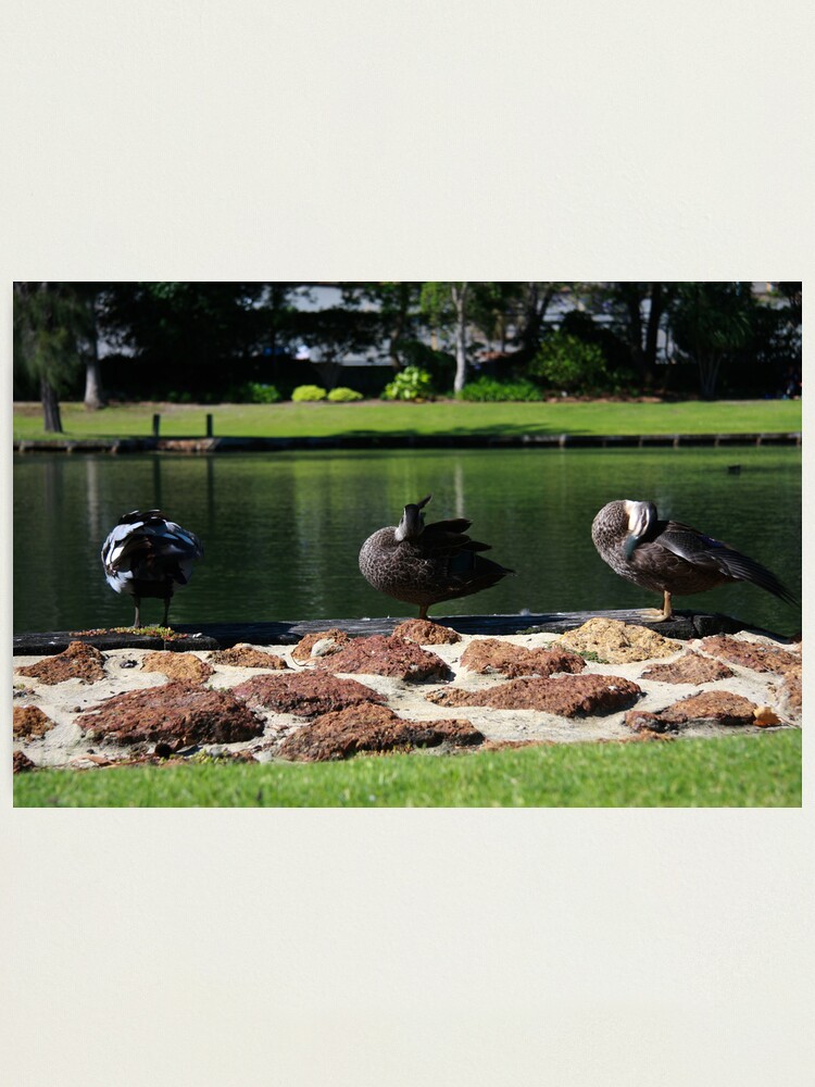 Alternate view of Ducks standing in a line Photographic Print