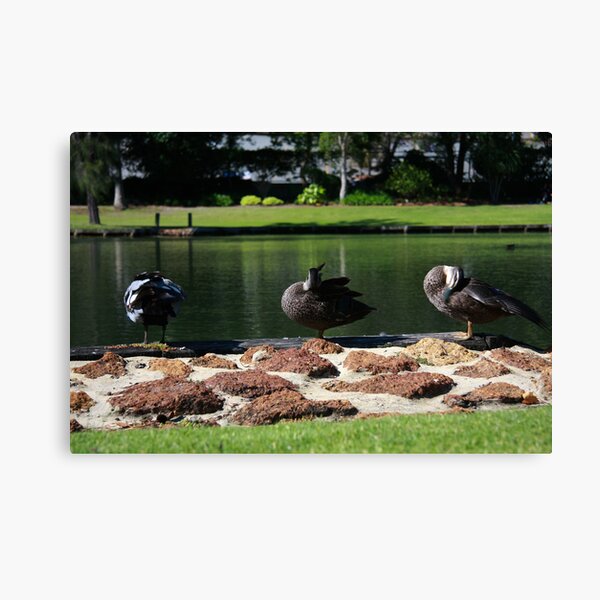 Ducks standing in a line Canvas Print