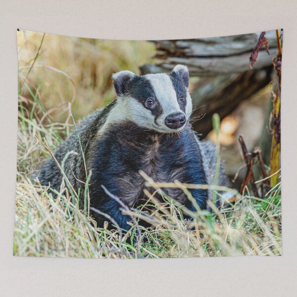 Item preview, Badger looking for dinner designed and sold by Dalyndigital Photography.