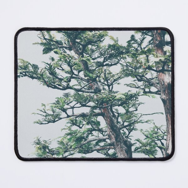 Item preview, Leaning Redwood Bonsai | Trees Nature Photography designed and sold by Jacqueline Elise.