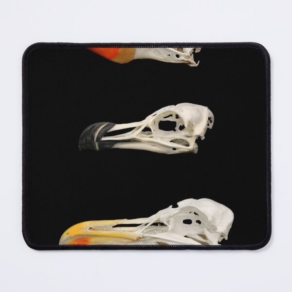 Item preview, Bird skulls tufted puffin razorbill gull designed and sold by Puffy-Puffin.