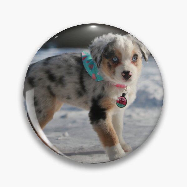 Artikelvorschau, Oakley, der Mini Australian Shepherd Welpe #3 entworfen und verkauft von jeff7109.