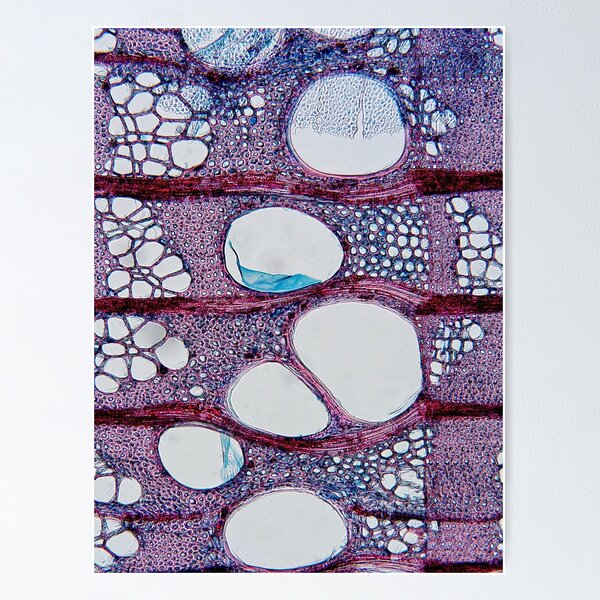 Item preview, ash tree, wood cells, cross section; plant anatomy, microscopy designed and sold by everydaybotany.