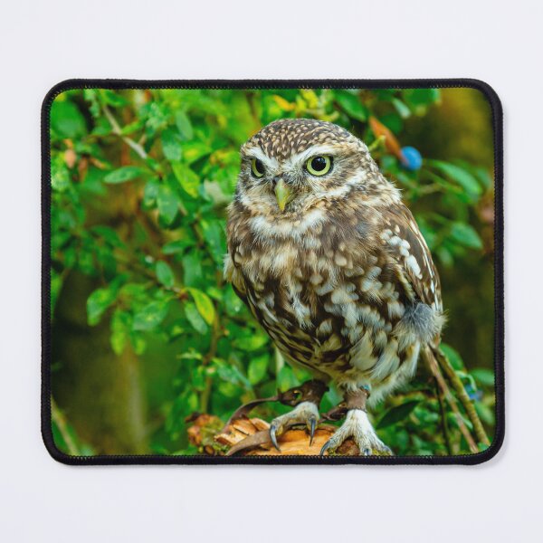 Item preview, Falconers little Owl designed and sold by Dalyndigital Photography.