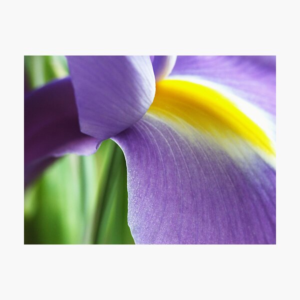 Up Close with Iris Photographic Print