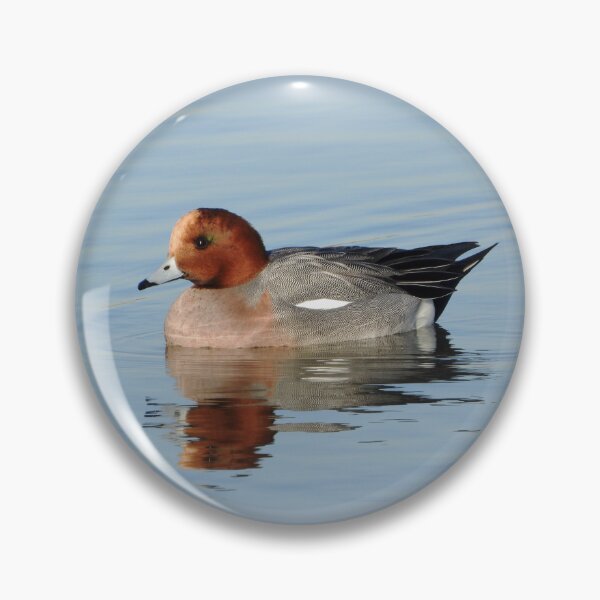 Item preview, A Wonderful Male Widgeon Duck designed and sold by Karen Thomson.