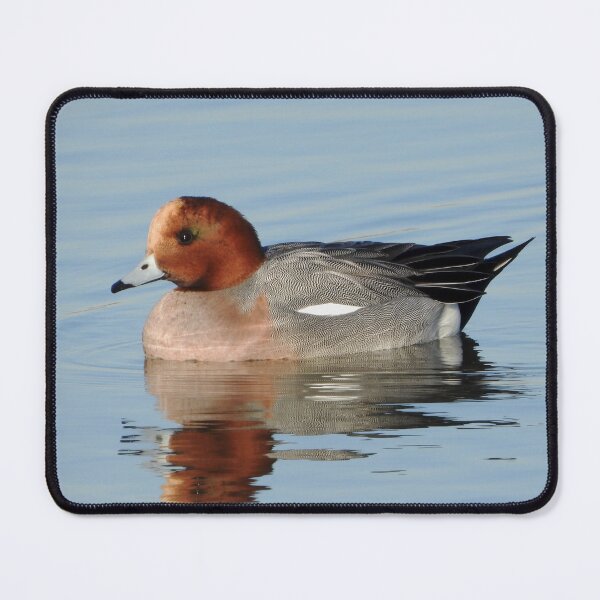 Item preview, A Wonderful Male Widgeon Duck designed and sold by Karen Thomson.