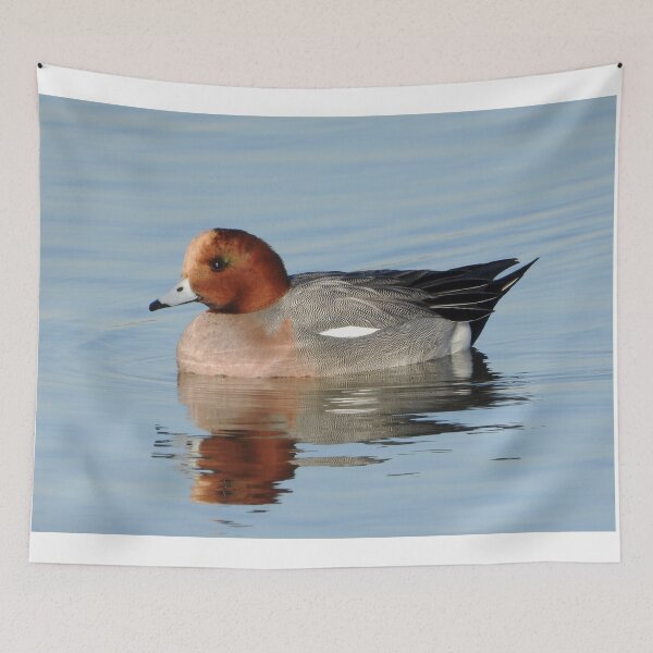 Item preview, A Wonderful Male Widgeon Duck designed and sold by Karen Thomson.
