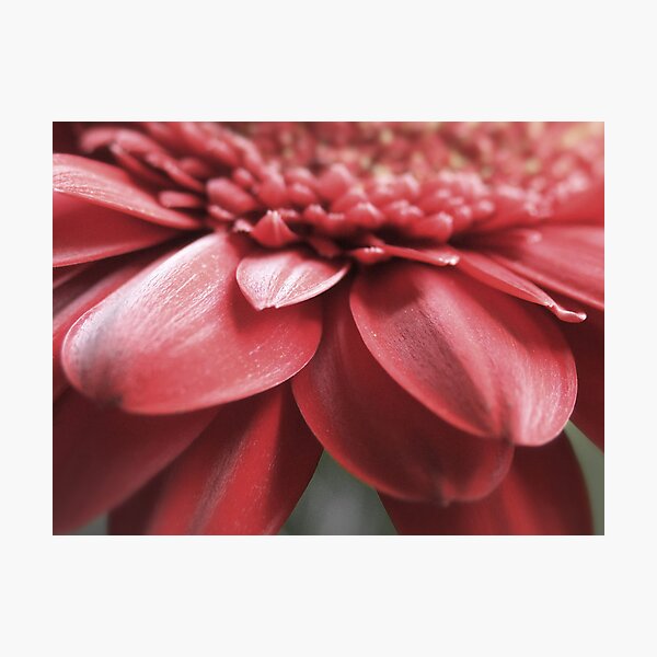 Item preview, Blush designed and sold by Amanda White.