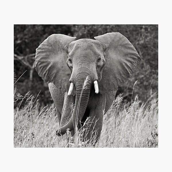 Warning Photographic Print