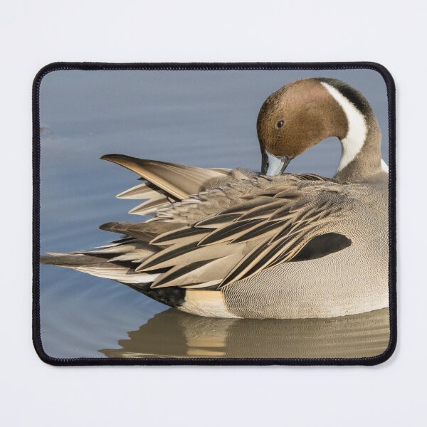 Item preview, Pintail designed and sold by LaurenTucker.